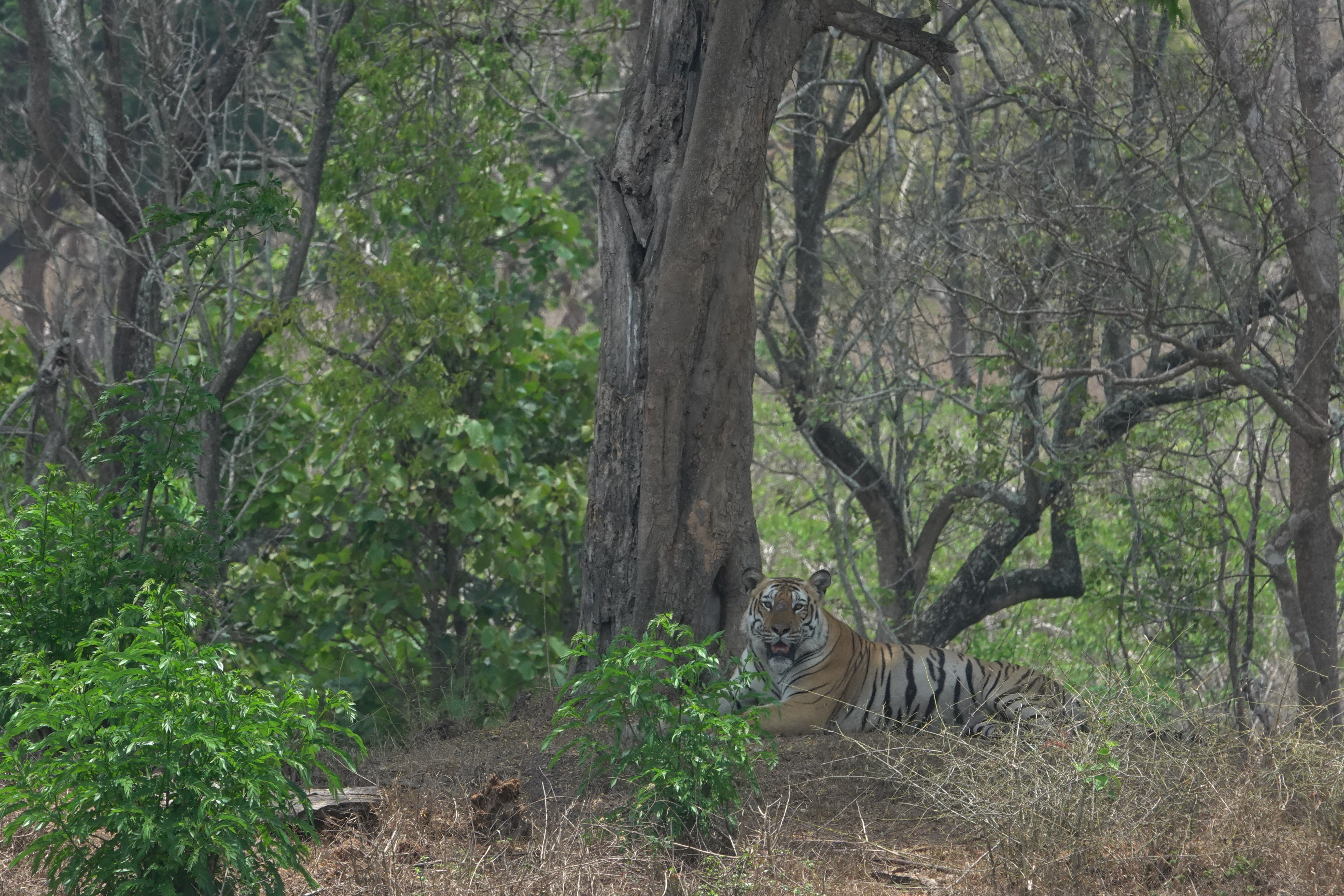 Bandipur Tiger